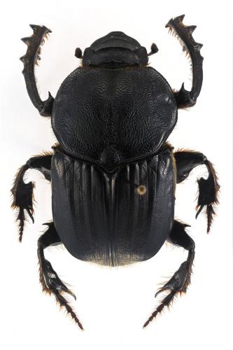 Heteronitis tridens